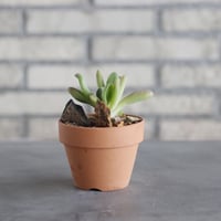 Kalanchoe luciae oricula × YAMABACHI (3号) no.621/58