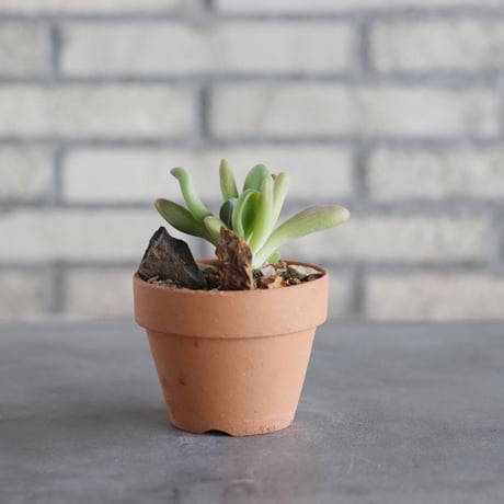 Kalanchoe luciae oricula × YAMABACHI (3号) no.621/58