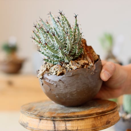 Aloe melanacantha ssp. var. erinacea  × takero pot (3.5号)  no.111/19
