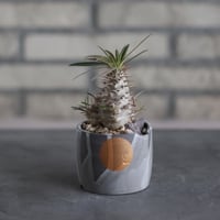 Pachypodium gracilius × N/OH (2.5号)  no.510/35