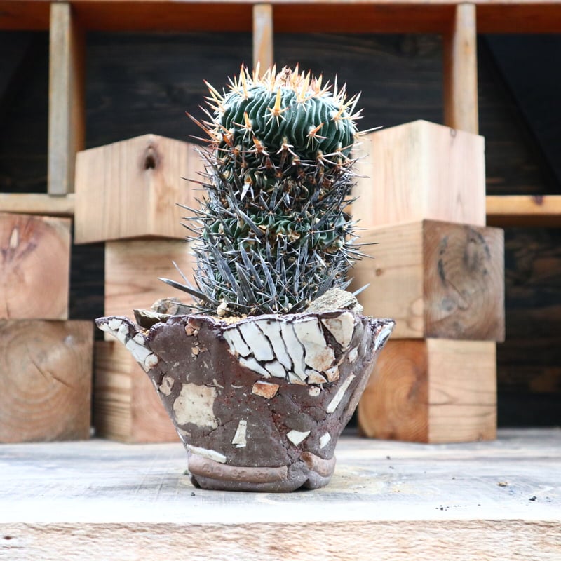 エキノフォスロカクタス 縮玉／Echinofossulocactus zacatecasens