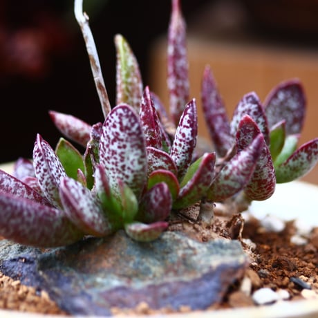 アドロミスクス トリギナス／Adromischus trigynus  no.40309