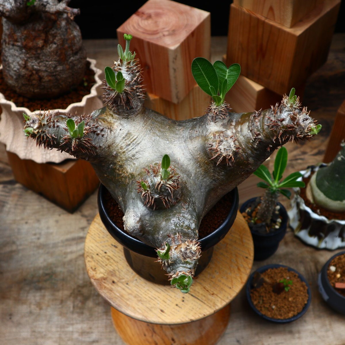 パキポディウム デンシフローラム ／Pachypodium densiforum no.