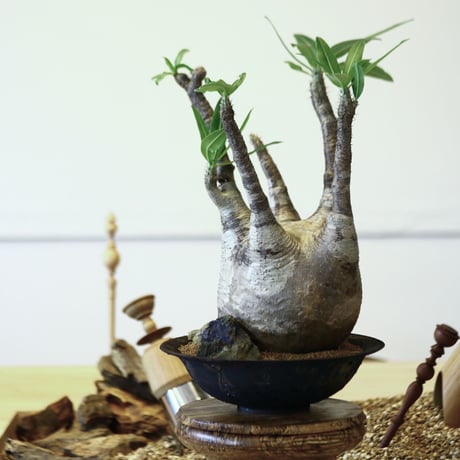 パキポディウム  グラキリス / Pachypodium  gracilius   no.52108