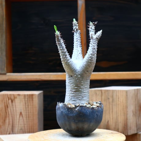パキポディウム  マカイエンセ／Pachypodium Makayense    no.61942