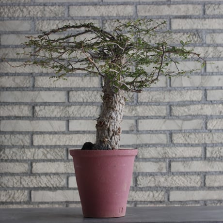 CATEGORY Caudex | 芽の巣山