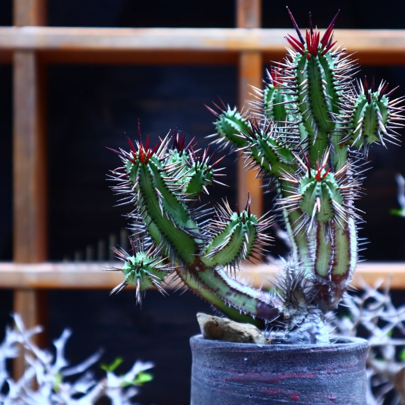 ユーフォルビア 紅彩閣／Euphorbia enopla no.51607 | 芽の巣山