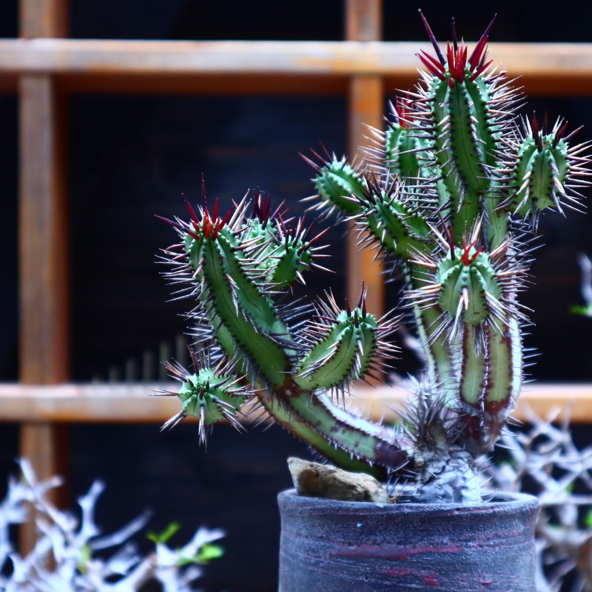 ユーフォルビア エノプラ 紅彩閣 激レアフォルム 鉢付き ユーフォルビア 紅彩閣／Euphorbia enopla no.51607 | 芽の巣山