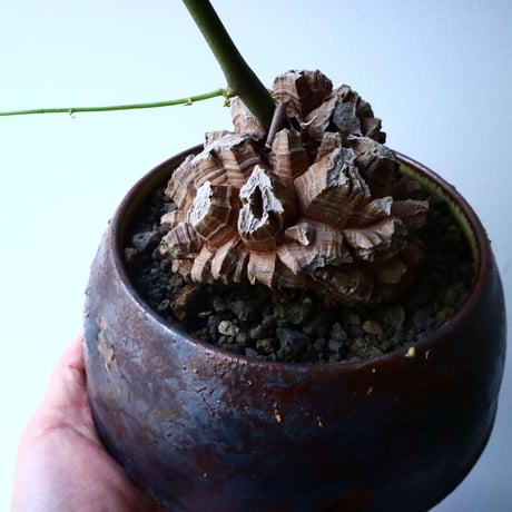 ディオスコレア   亀甲竜    Dioscorea elephantipe  No.013
