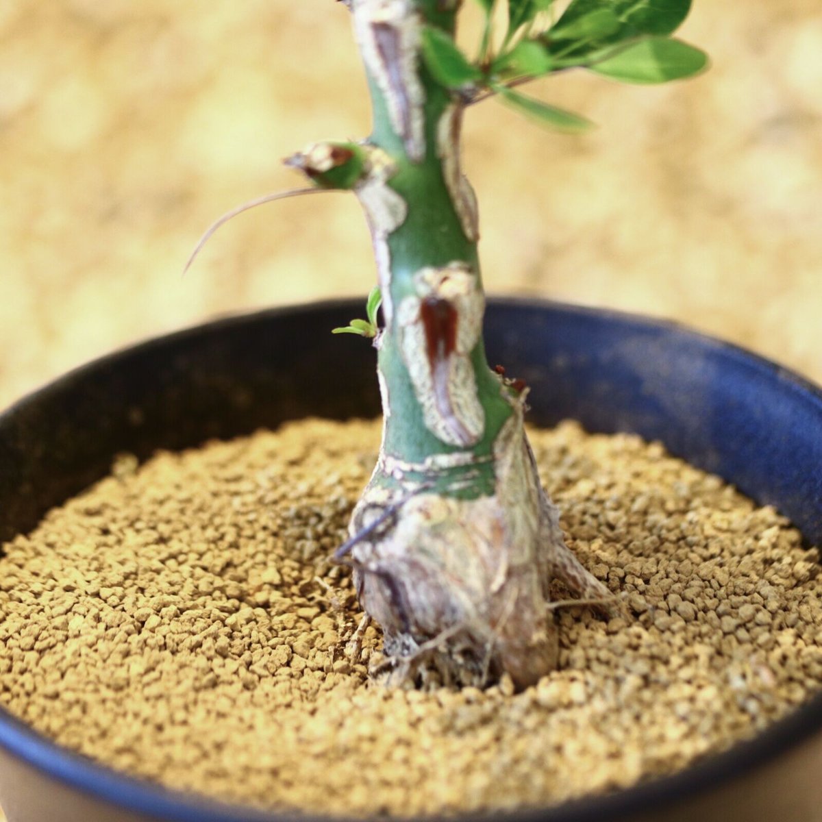 フォークイエリア ファシクラータ / Fouquieria fasciculata no.4 フォークイエリア ファシクラータ / Fouquieria fasciculata no.4