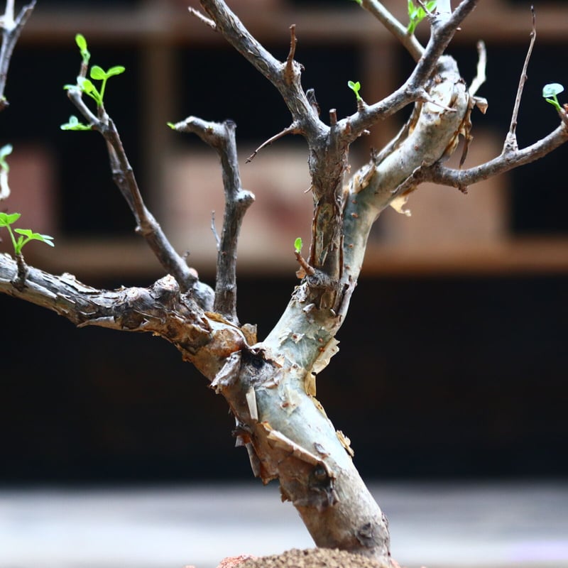 ブルセラ ファガロイデス / Bursera fagaroides / 発根済み no.402