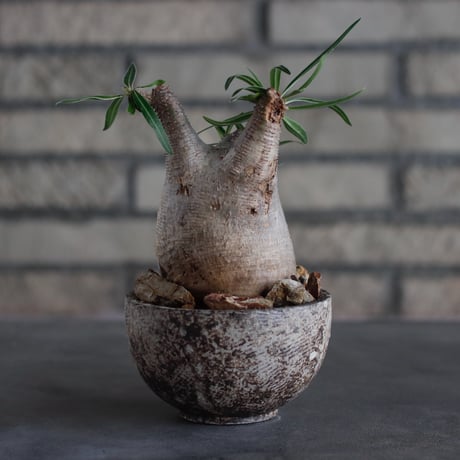 Pachypodium gracilius × takero pot (3.5号)  no.817-4