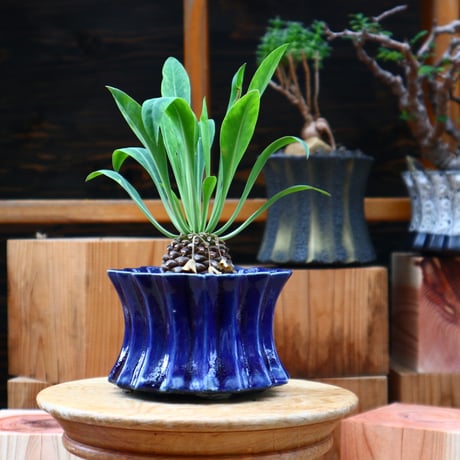 ユーフォルビア  鉄甲丸／Euphorbia bupleurifolia   no.50145