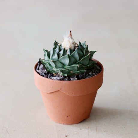 YAMABACHI ver. takero pot クロサビ /3個セット CATEGORY YAMABACHI var. takero pot | 芽の巣山