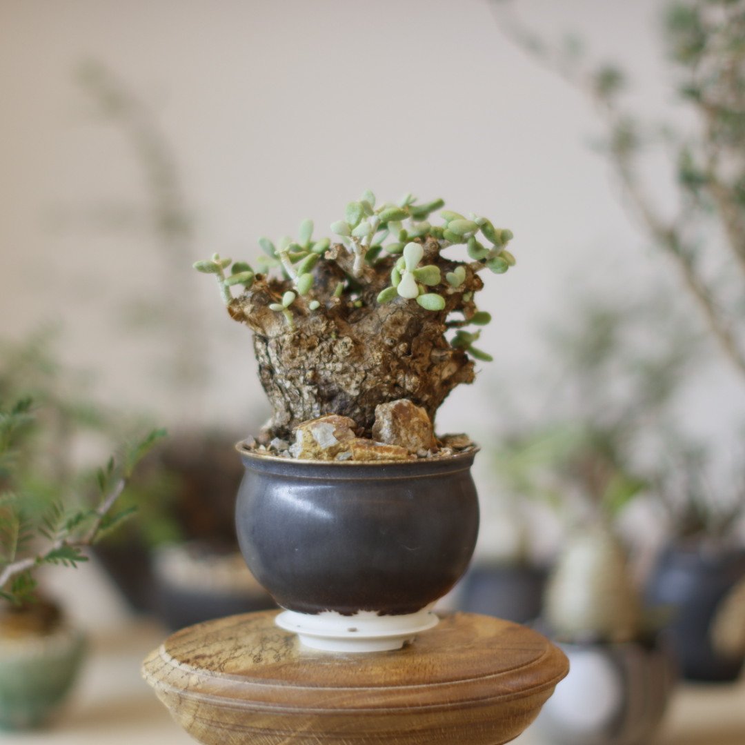 Ceraria pygmaea × 山山 特別共作鉢 (3号) no.1123/21 | 芽の巣山