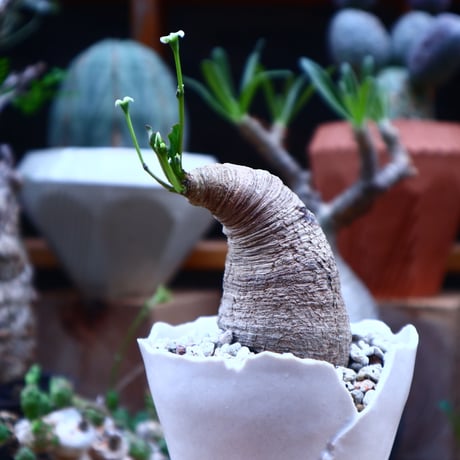 ユーフォルビア  旧フィッシュボーン／Euphorbia spannringii    no.71825