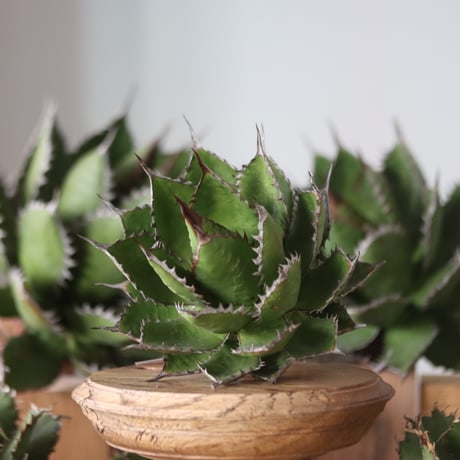 U.S. horrida (Agave horrida) / Style of Chika　no.1130-7