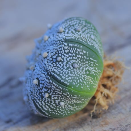 アストロフィツム   スーパー兜　抜き苗　 Astrophytum asterias 'Super Kabuto'      no.207/19