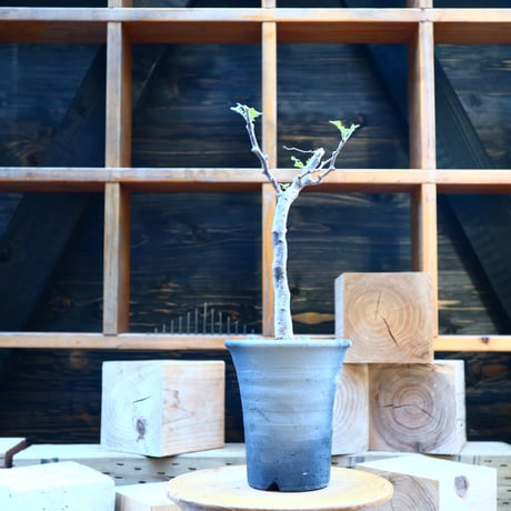 コミフォラ モンストローサ／Commiphora monstrosa   no.80828