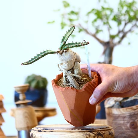 Euphorbia stellata × N/OH   no.91719