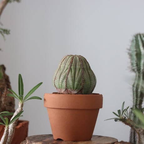 Euphorbia obesa  × YAMABACHI var. N/OH  no.51209