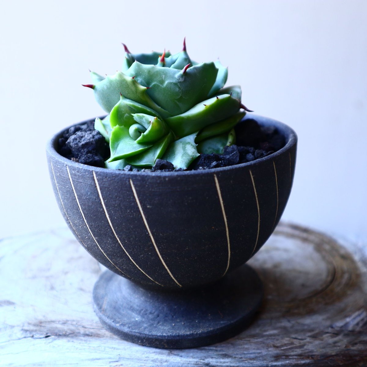 アガベ 王妃雷神錦 Agave Potatorum Ouhi Raijin f.variega アガベ 王妃雷神錦 Agave Potatorum Ouhi Raijin f.variega