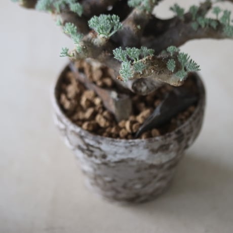 Sarcocaulon multifidum ×  YAMABACHI var. takero pot  no.63049