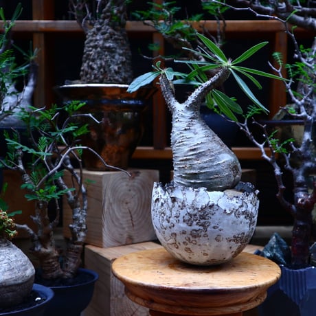 パキポディウム  グラキリス／Pachypodium  gracilius       no.81509