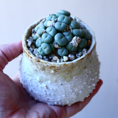 コノフィツム   ペアルソニー Conophytum pearsonii  no.117