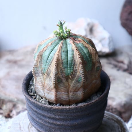 ユーフォルビア  オベサ ♀　Euphorbia obesa　no.90811