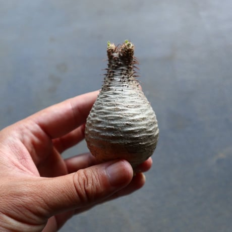 パキポディウム グラキリス 抜苗  Pachypodium rosulatum var. gracilius no.92905