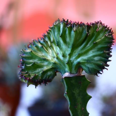 Euphorbia lactea × YAMABACHI    no.10788