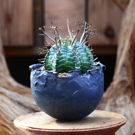 ユーフォルビア  バリダ / Euphorbia valida    no.22603
