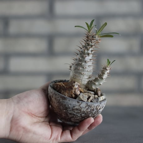 Pachypodium gracilius × takero pot (3号)  no.419/93