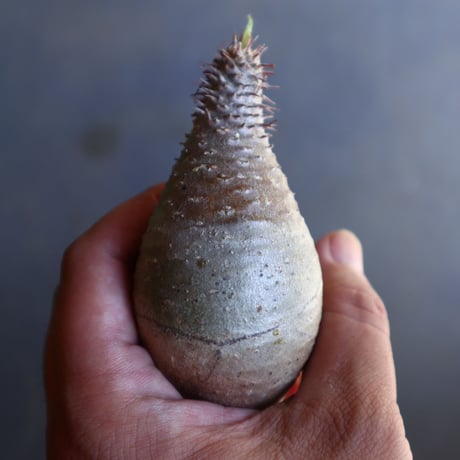 パキポディウム グラキリス 抜苗  Pachypodium rosulatum var. gracilius no.100618