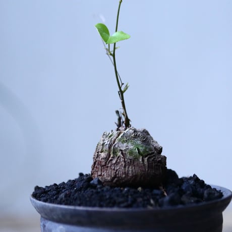 ディオスコレア   亀甲竜    Dioscorea elephantipe     no.101809