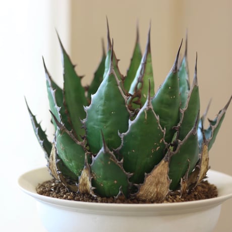 Agave horrida × たけろうポット   no.112-5