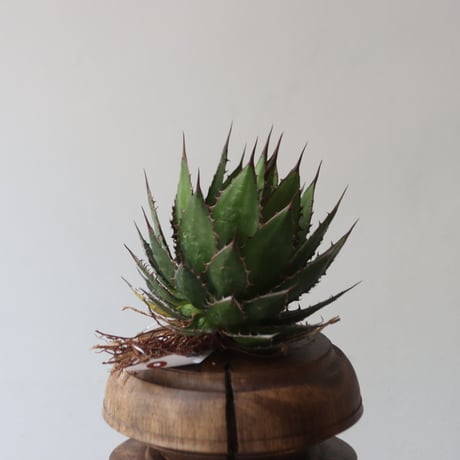 U.S. horrida (Agave horrida) / Style of Chika　no.1227-14