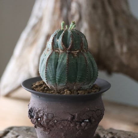 Euphorbia obesa ♂ × Ion Fukazawa / PLANETX  no.63005