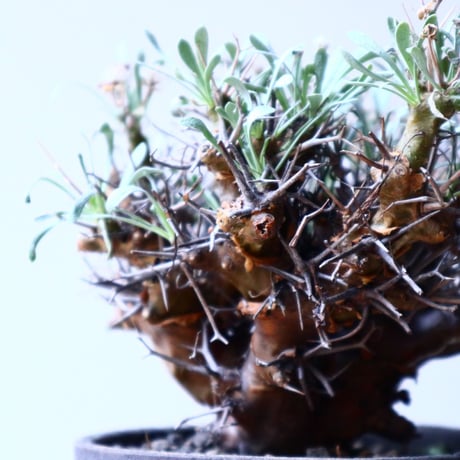 オトンナ  ユーフォルビオイデス Othonna  euphorbioides  no.20325