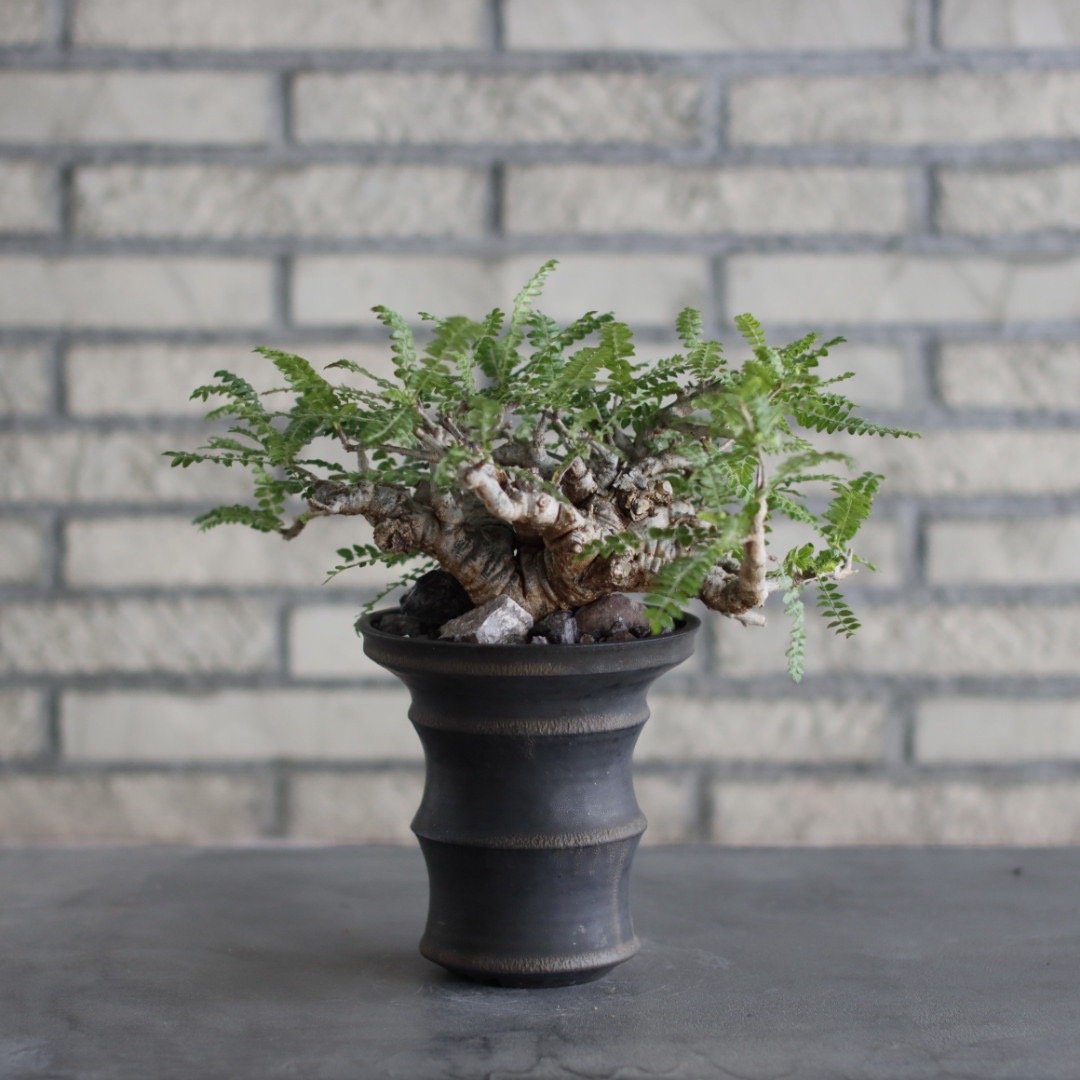 Boswellia neglecta × Atsushi Funakoshi (4.5号)