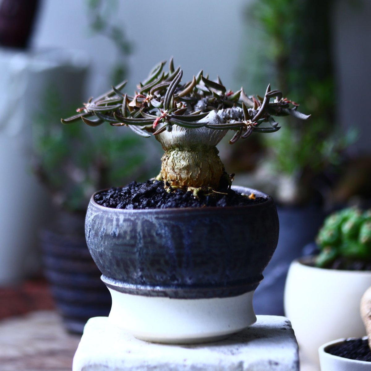 ユーフォルビア キリンドフォリア Euphorbia cylindrifolia n ユーフォルビア キリンドフォリア Euphorbia cylindrifolia n