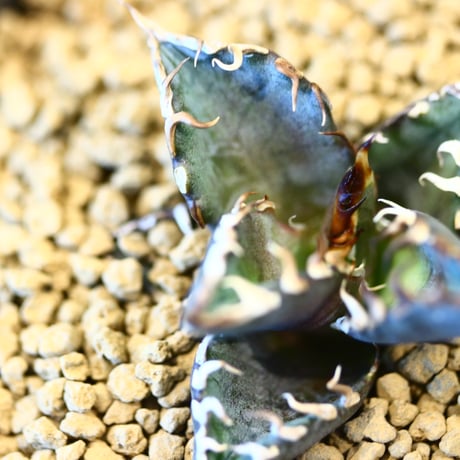 Agave titanota redcat weezle. × YAMABACHI ver. takero pot    no.123158