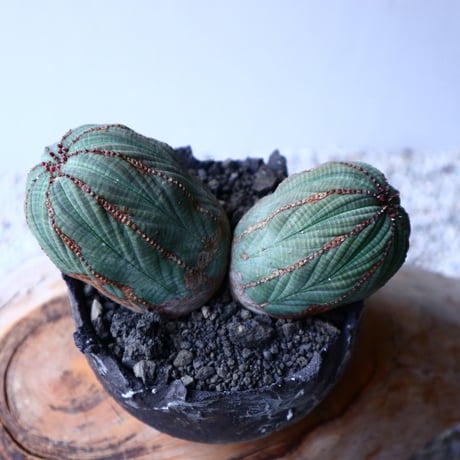 ユーフォルビア  オベサ   Wヘッド   Euphorbia obesa   no.20309