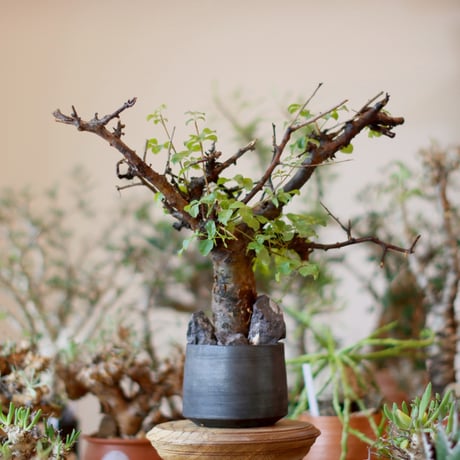 Commiphora boranensis × N/OH (4号)  no.1101-3