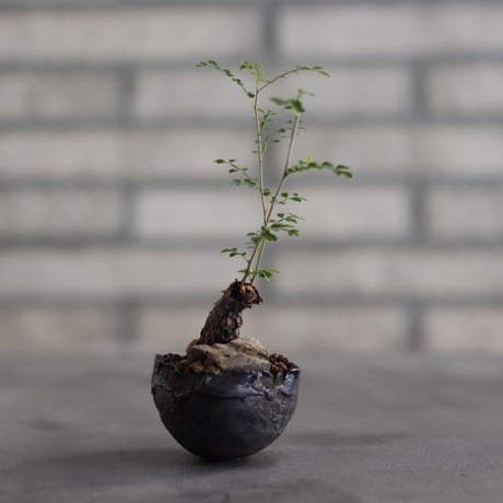 Operculicarya decaryi × takero pot (2号)  no.823-26