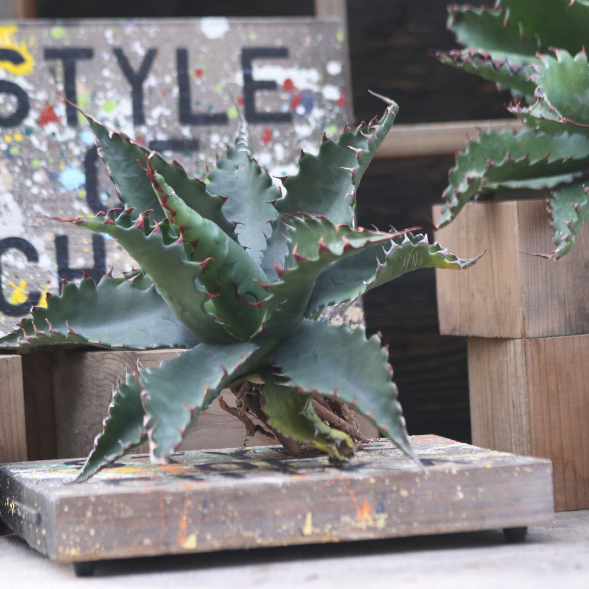 アガベ ジェントリージョーズ アガベ ジェントリー ジョーズ agave gentryi 