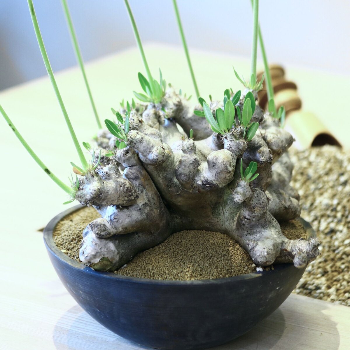 パキポディウム ブレビカリックス / Pachypodium densiflorum var.
