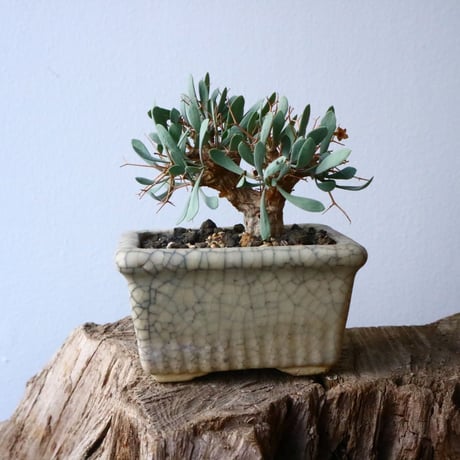 オトンナ   ユーフォルビオイデス   Othonna   euphorbioides  No.006