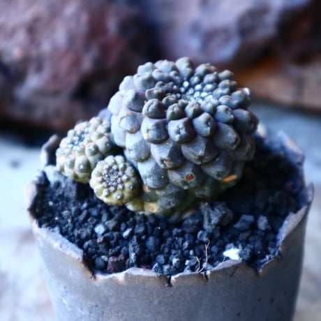 コピアポア  バルクイテンシス  Copiapoa  hypogaea var. barquitensis    no.30113
